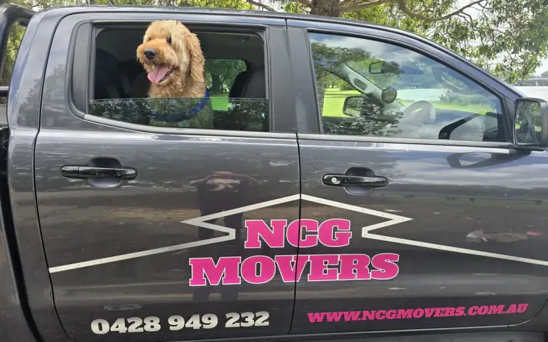 A curly-haired dog leaning out of the back window of the NCG Movers ute