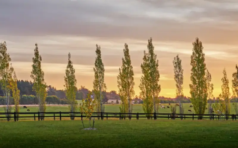 Poplars in the Southern Highlands countryside