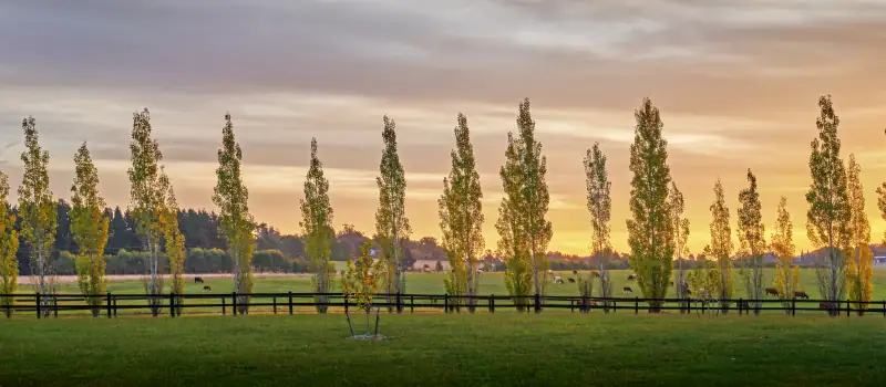 Poplars in the Southern Highlands countryside